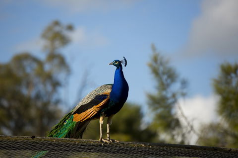 Maggie Beer's Farm Shop - Accommodation Sunshine Coast 4
