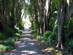 Adelaide Botanic Garden - Accommodation Sunshine Coast 0