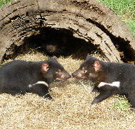 Wing's Wildlife Park - Accommodation Sunshine Coast