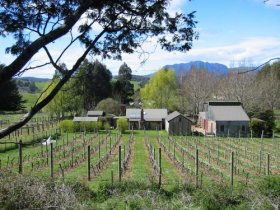 Wilmot Hills Vineyard - Accommodation Sunshine Coast 0