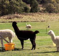 Maydena Country Cabins Accommodation  Alpaca Stud - Accommodation Sunshine Coast