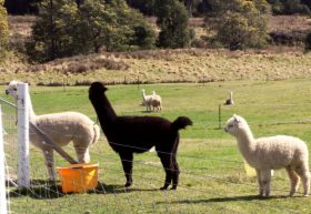 Maydena Country Cabins Accommodation & Alpaca Stud - Accommodation Sunshine Coast 0