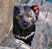 Trowunna Wildlife Sanctuary - Accommodation Sunshine Coast