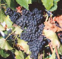 Darlington Vineyard - Accommodation Sunshine Coast