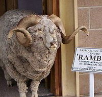 Tasmanian Wool Centre - Accommodation Sunshine Coast