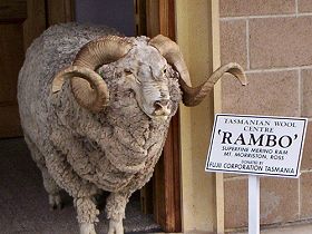 Tasmanian Wool Centre - Accommodation Sunshine Coast 0
