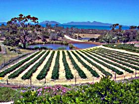 Kate's Berry Farm - Accommodation Sunshine Coast 0