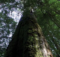 Styx Big Tree Reserve - Accommodation Sunshine Coast