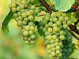 TP Vineyards - Accommodation Sunshine Coast 0