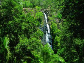 Kondalilla National Park - Accommodation Sunshine Coast 0