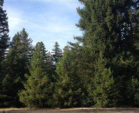 Pialligo Redwood Forest - Accommodation Sunshine Coast 0