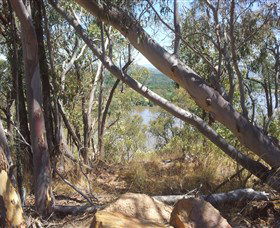 Black Mountain - Accommodation Sunshine Coast 0