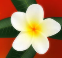 Well Retreat - Day Spa and Teahouse - Accommodation Sunshine Coast