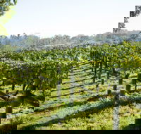 Surveyor's Hill Vineyards - Accommodation Sunshine Coast