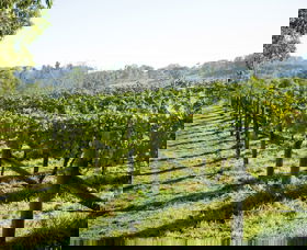 Surveyor's Hill Vineyards - Accommodation Sunshine Coast 0