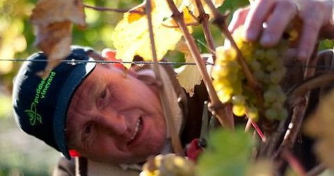 Puddleduck Vineyard - Accommodation Sunshine Coast 0