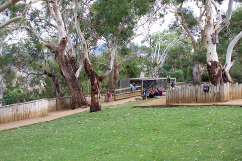 Bonorong Wildlife Sanctuary - Accommodation Sunshine Coast 2