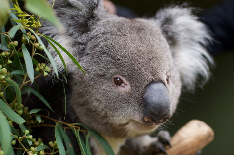 Bonorong Wildlife Sanctuary - Accommodation Sunshine Coast 3