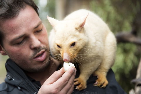 Bonorong Wildlife Sanctuary - Accommodation Sunshine Coast 4