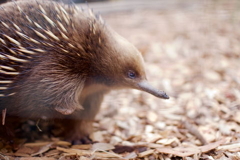 Bonorong Wildlife Sanctuary - Accommodation Sunshine Coast 5
