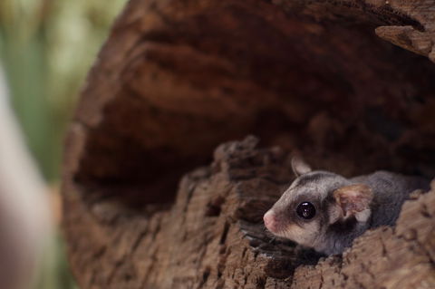 Bonorong Wildlife Sanctuary - Accommodation Sunshine Coast 6