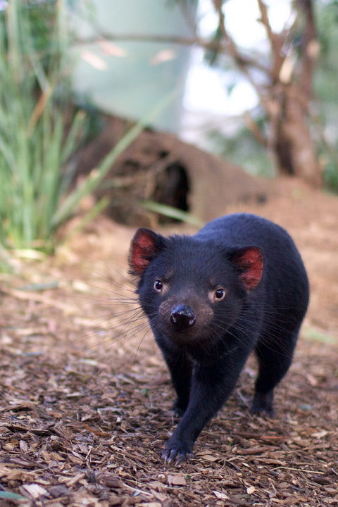 Bonorong Wildlife Sanctuary - Accommodation Sunshine Coast 7