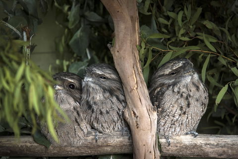 Bonorong Wildlife Sanctuary - Accommodation Sunshine Coast 8