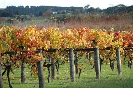 Apsley Gorge Vineyard - Accommodation Sunshine Coast 0