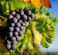 Panorama Vineyard - Accommodation Sunshine Coast