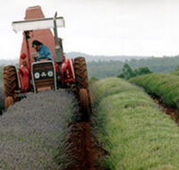 Bridestowe Lavender Farm - Accommodation Sunshine Coast