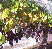 Palmara Vineyard - Accommodation Sunshine Coast