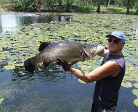 Barra Feeding - Accommodation Sunshine Coast 0