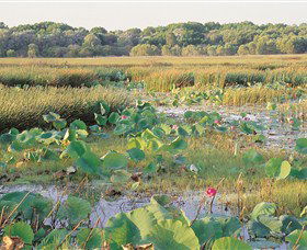 Fogg Dam Conservation Reserve - Accommodation Sunshine Coast 0