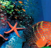 Indo Pacific Marine - Accommodation Sunshine Coast