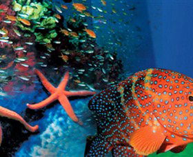 Indo Pacific Marine - Accommodation Sunshine Coast 0