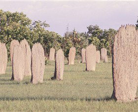 Magnetic Termite Mounds - Accommodation Sunshine Coast 0