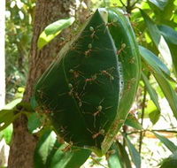 Greenant Creek Walk - Accommodation Sunshine Coast