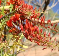 Olive Pink Botanic Garden - Accommodation Sunshine Coast
