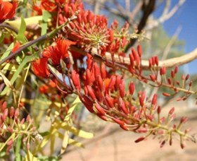 Olive Pink Botanic Garden - Accommodation Sunshine Coast 0
