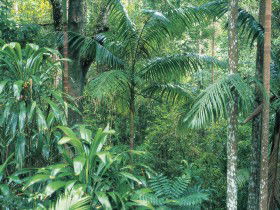 Westside Track, Maiala - Accommodation Sunshine Coast 0
