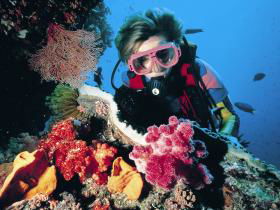 Cook Island Dive Site - Accommodation Sunshine Coast 0