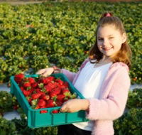 Strawberry Fields - Accommodation Sunshine Coast