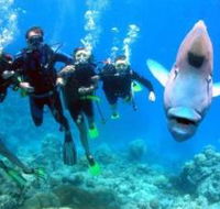Jew Shoal Dive Site - Accommodation Sunshine Coast