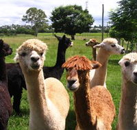 Banyandah Alpacas - Accommodation Sunshine Coast