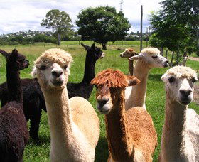 Banyandah Alpacas - Accommodation Sunshine Coast 0