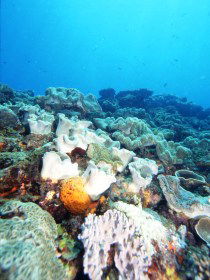 Mudjimba (Old Woman) Island Dive Site - Accommodation Sunshine Coast 0