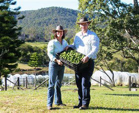 Hinterland Feijoas - Accommodation Sunshine Coast 0