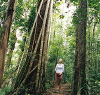 Wet Tropics - Accommodation Sunshine Coast