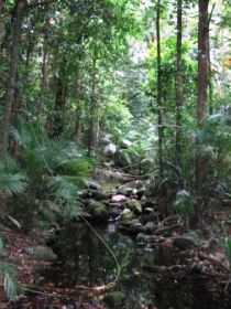 Mossman Gorge Rainforest Circuit Track, Daintree National Park - Accommodation Sunshine Coast 0