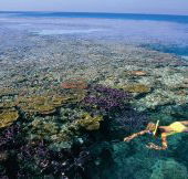 Split Bommie Dive Site - Accommodation Sunshine Coast